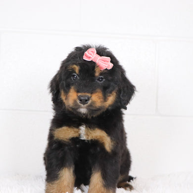 Sade - Available 1/15