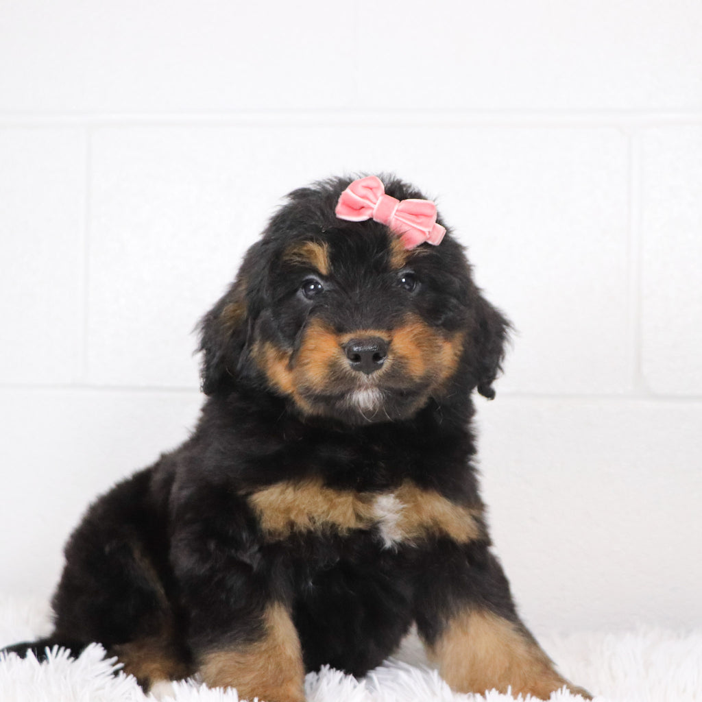 Sade - Available 1/15