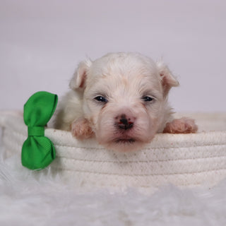 Saige - Available 11/12