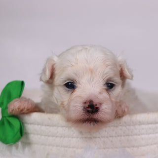 Saige - Available 11/12