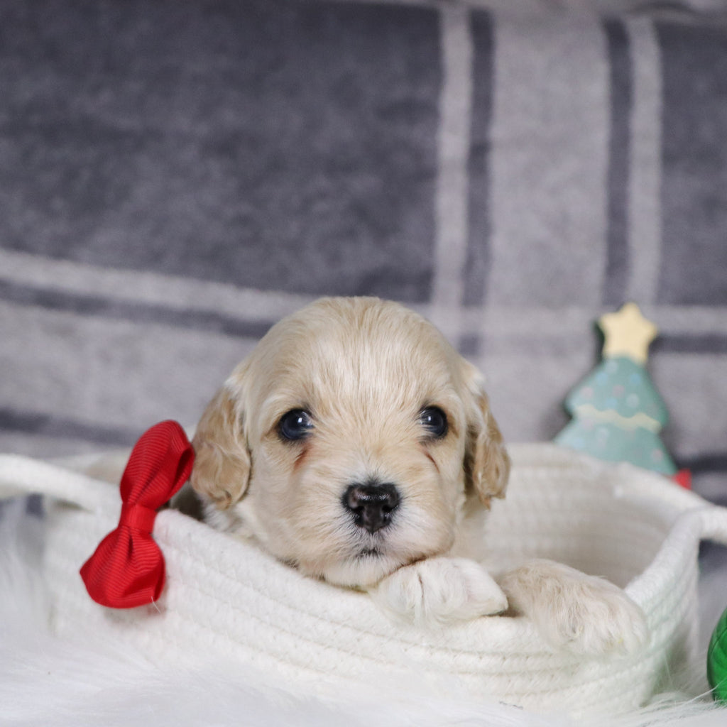 Sanford - Available 1/14