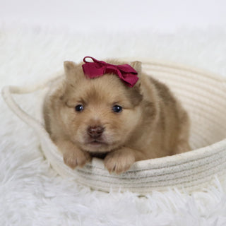 Sara - Available Now