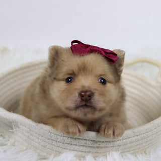 Sara - Available 11/19