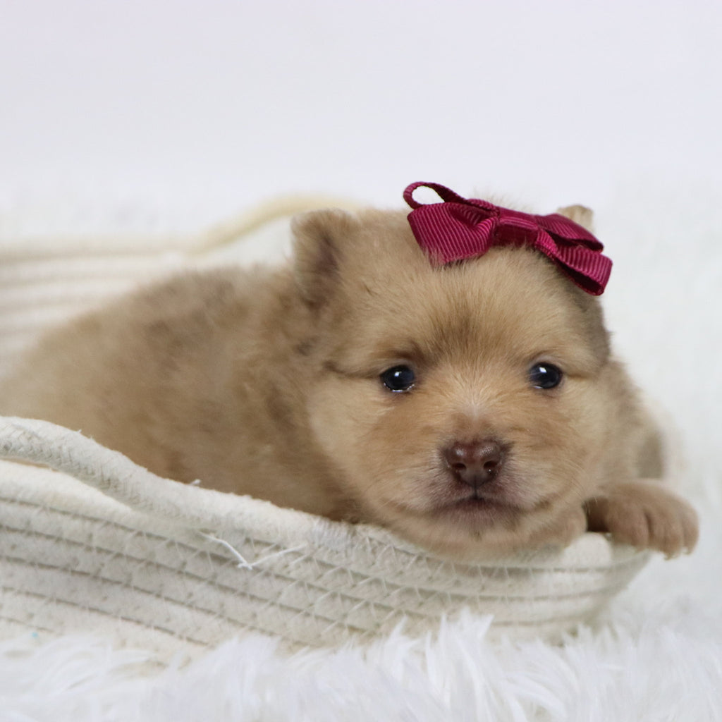 Sara - Available 11/19