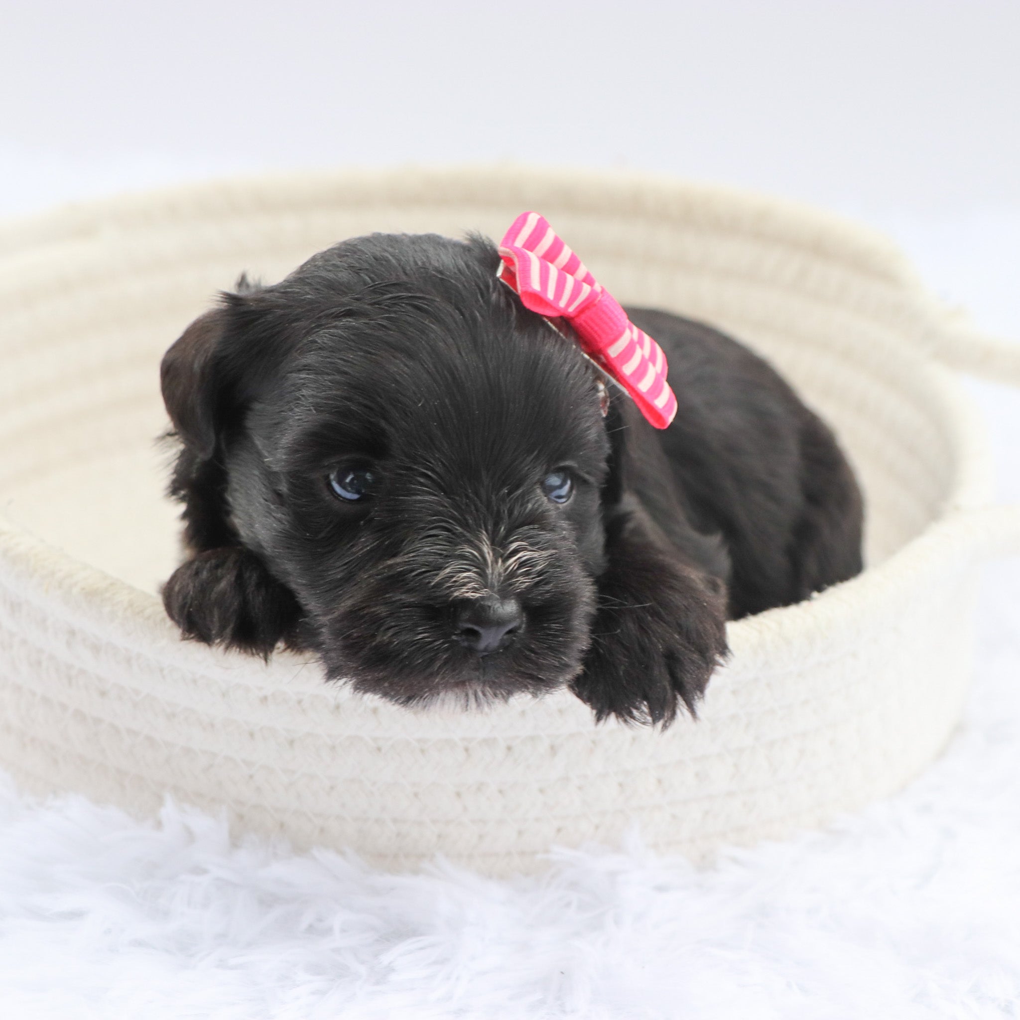 Why Choose Happytail Puppies