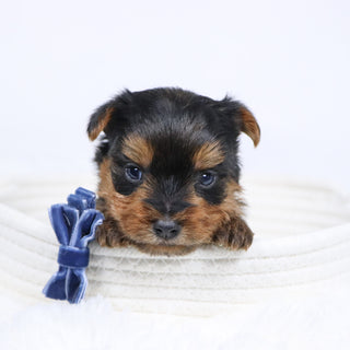 Sawyer - Available 12/17