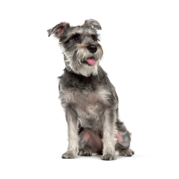 Schnauzer