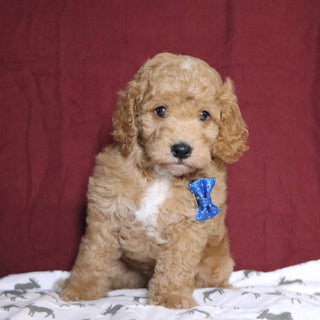 Scott - Available 12/31