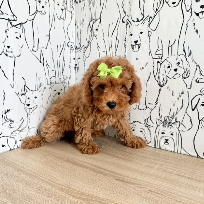 Tawny - Available Now
