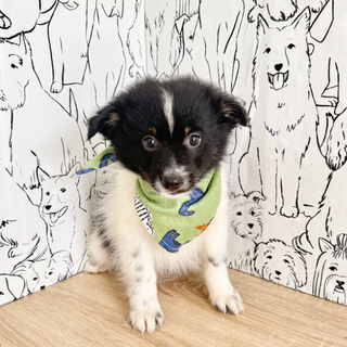 Hugo - Available Now