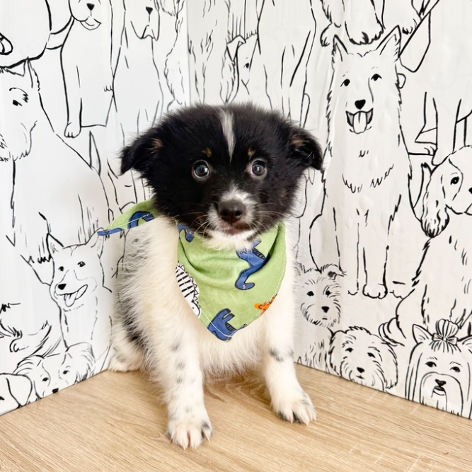 Hugo - Available Now
