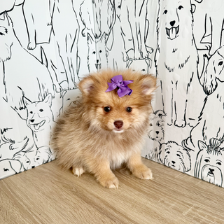 Hazel - Available Now