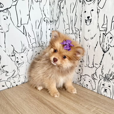 Hazel - Available Now