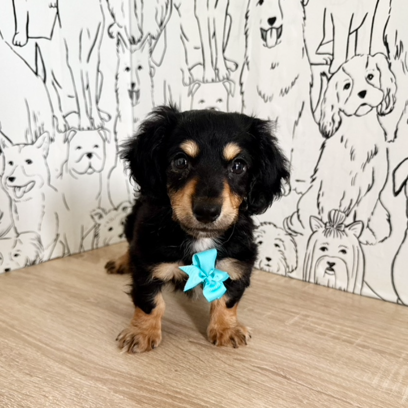 Bruno - Available Now