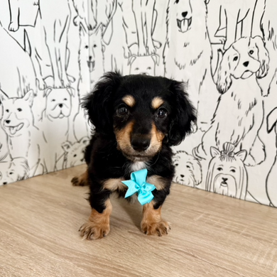 Bruno - Available Now