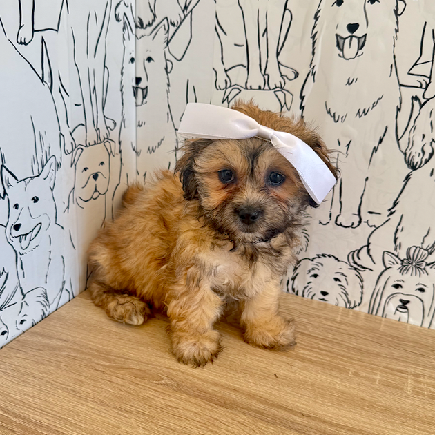 Callie - Available Now