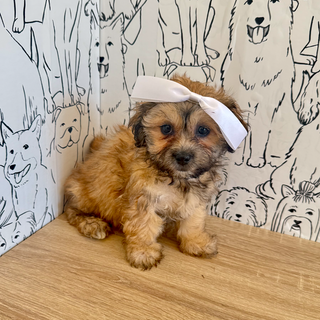 Callie - Available Now