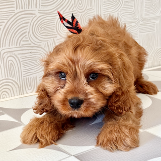 Hank - Available Now