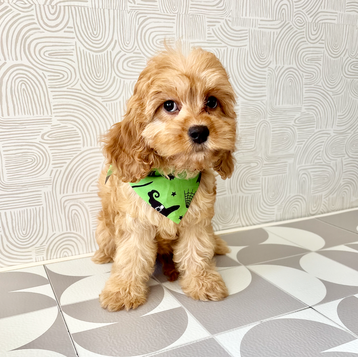 Pippa - Available Now