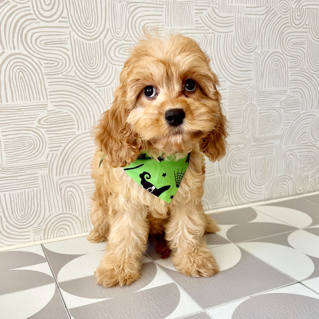 Pippa - Available Now