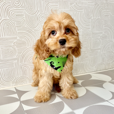 Pippa - Available Now