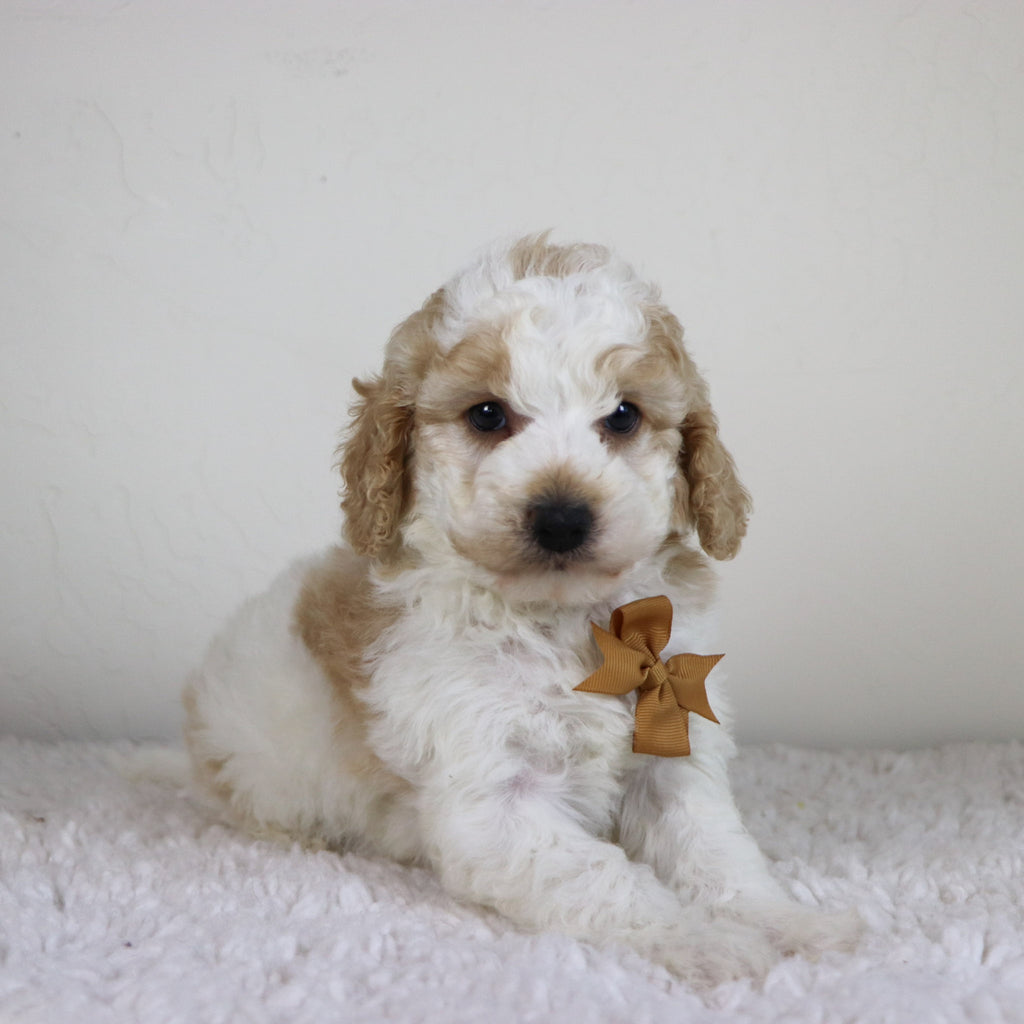 Sebastians - Available Now