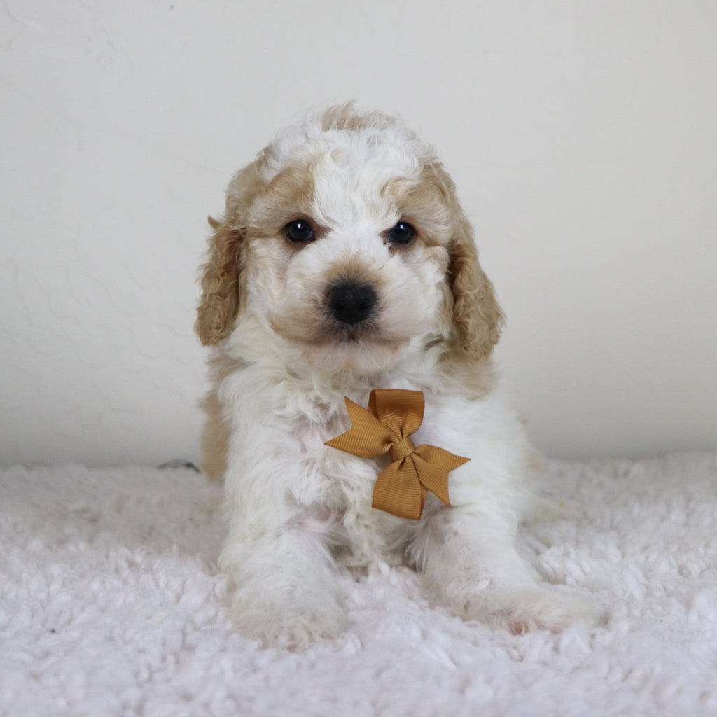 Sebastians - Available Now