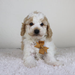 Sebastians - Available Now