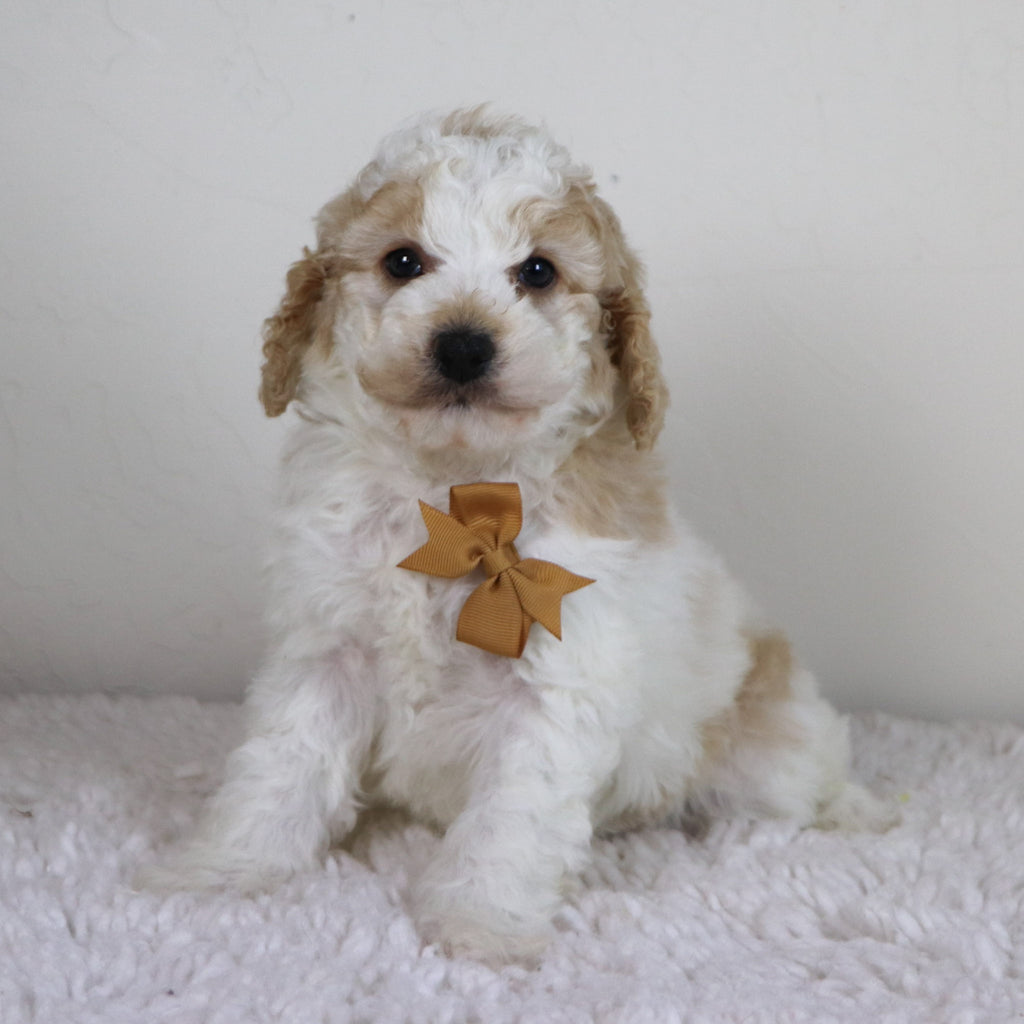 Sebastians - Available Now