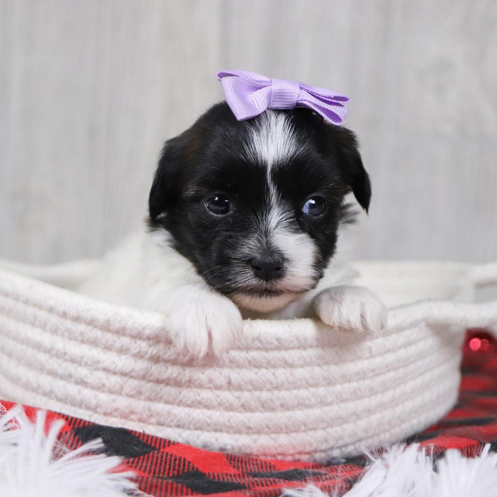 Selina - Available 12/31