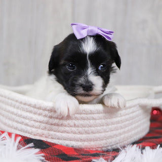 Selina - Available 12/31