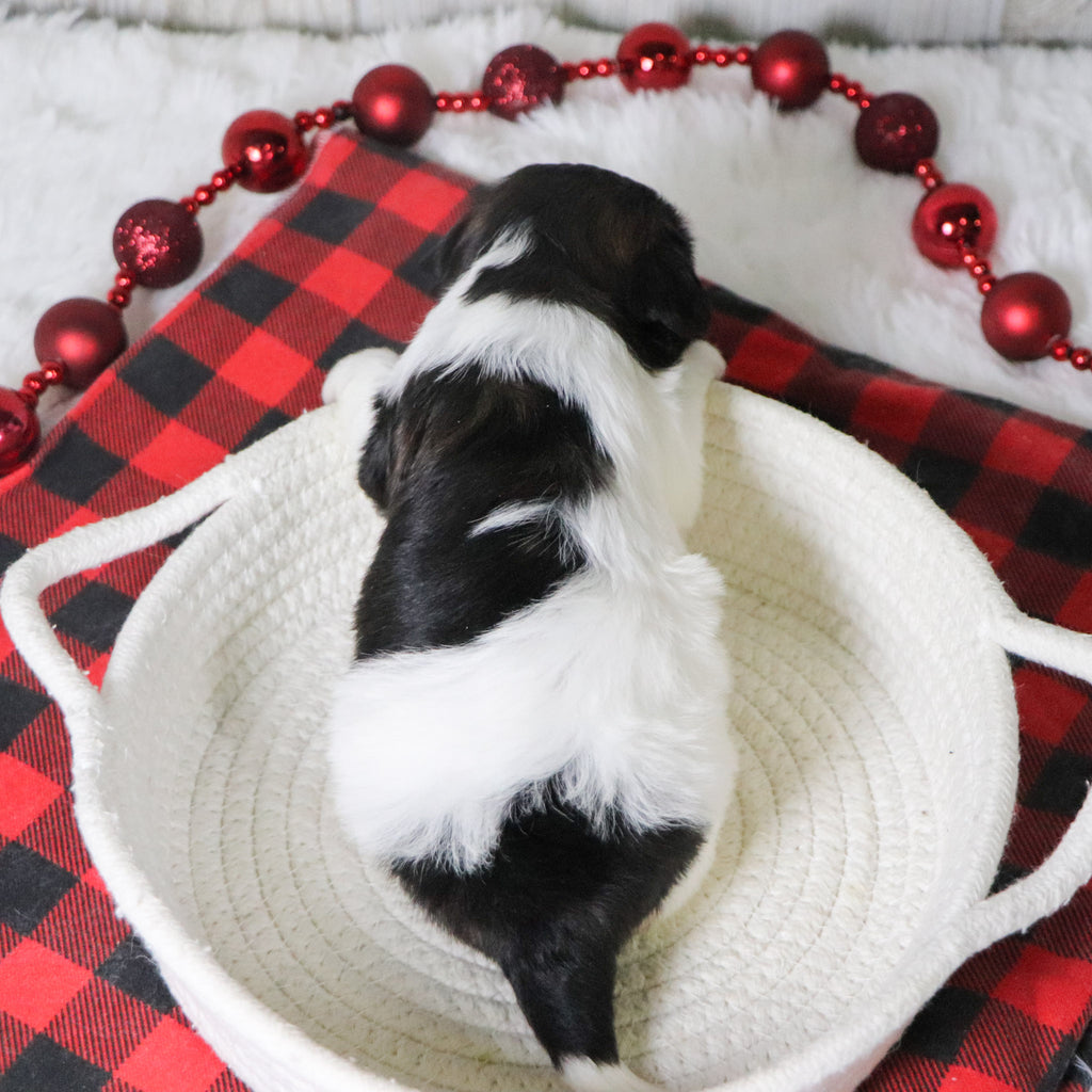 Selina - Available 12/31