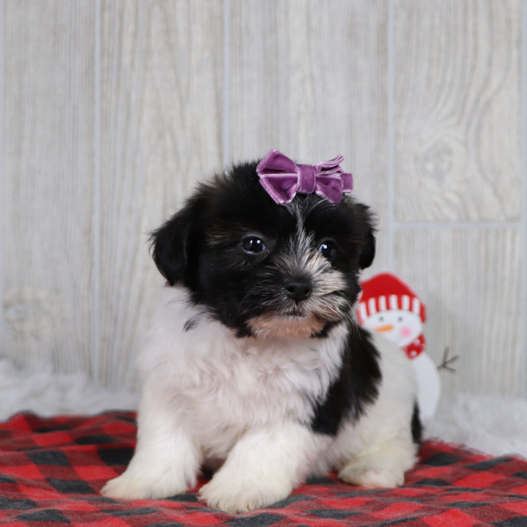 Selina - Available 12/31