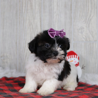 Selina - Available 12/31