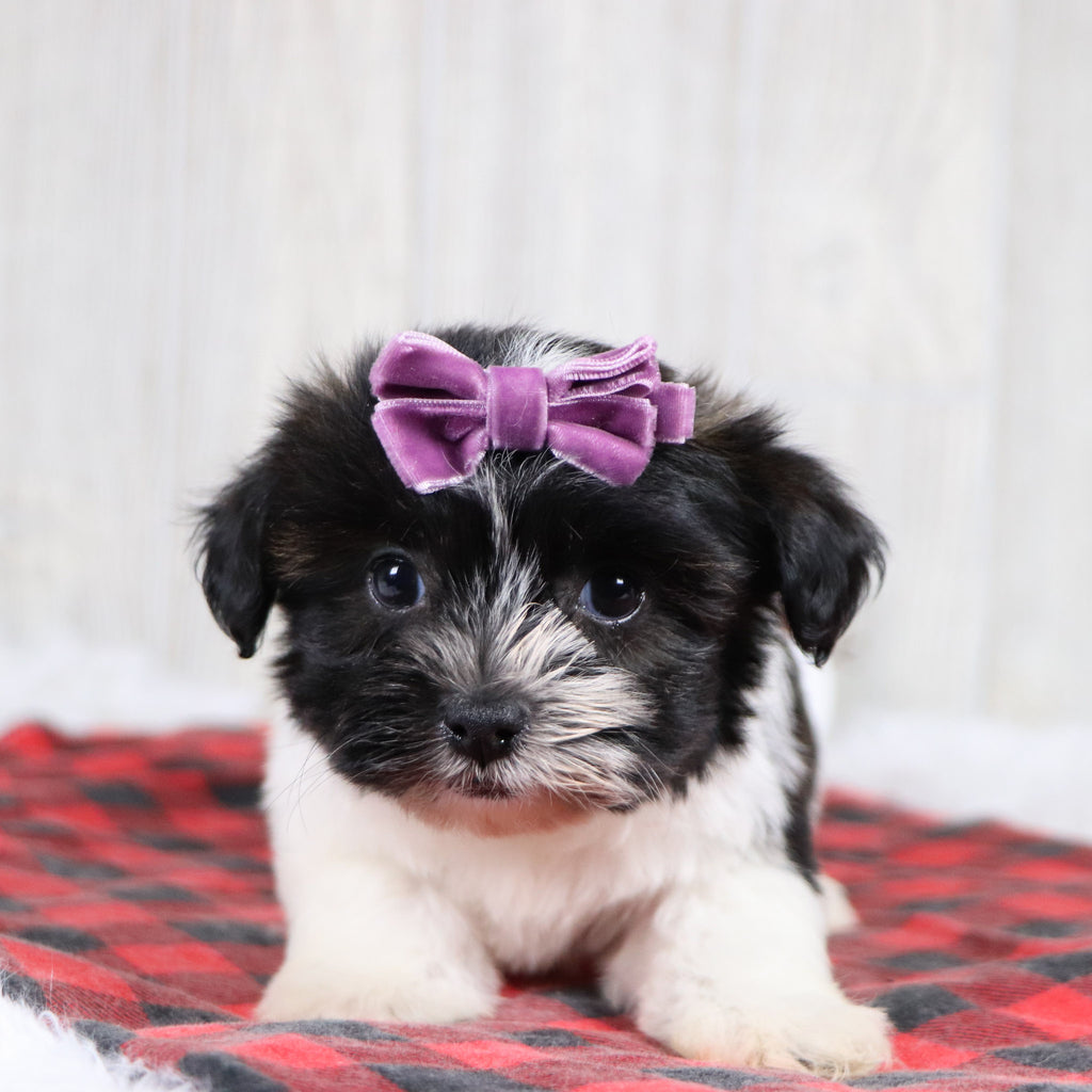 Selina - Available 12/31