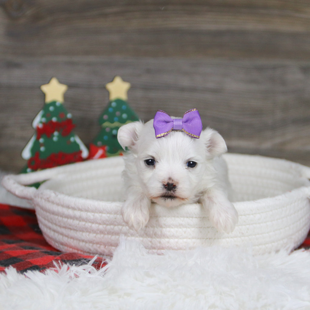 Sennet - Available 1/8