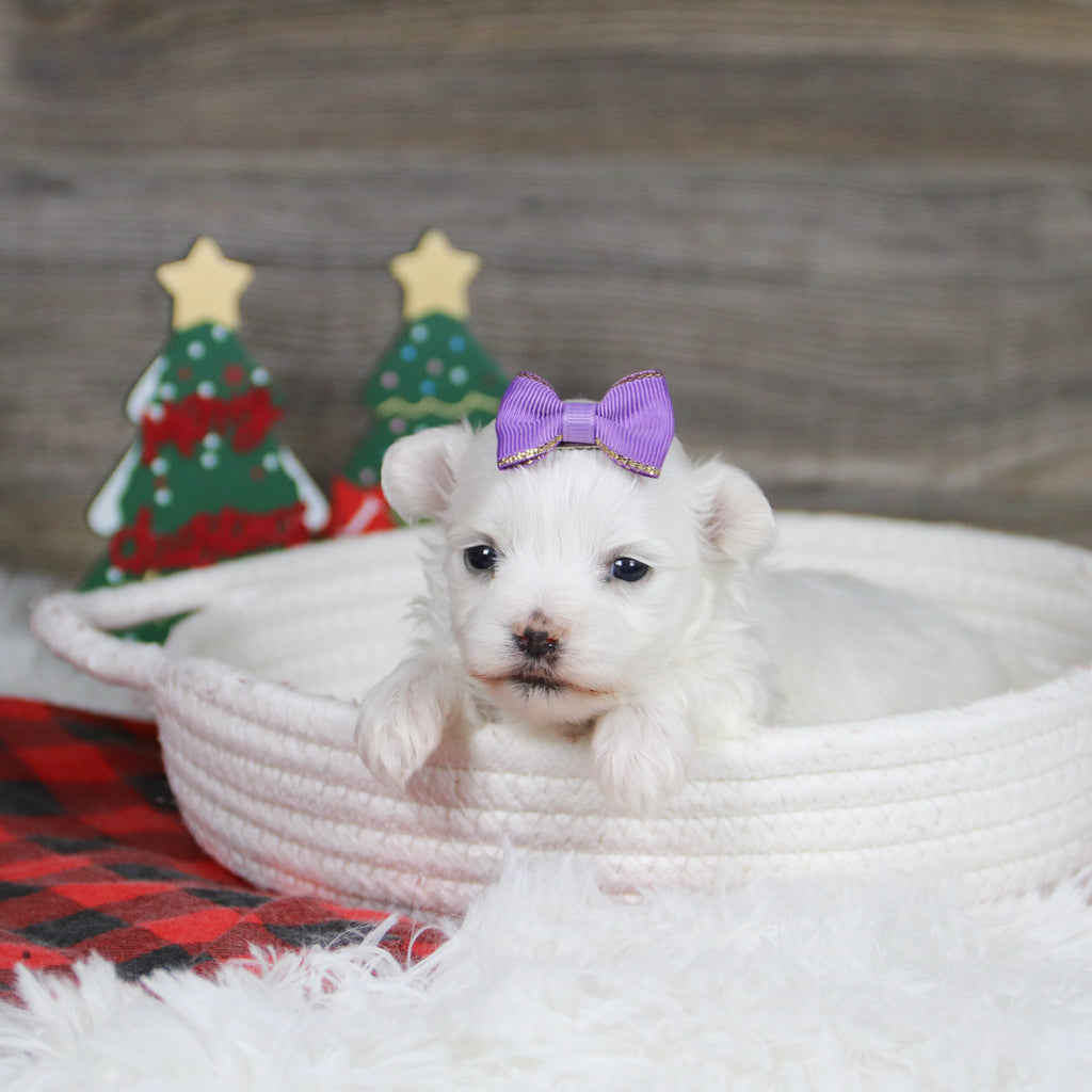 Sennet - Available 1/8