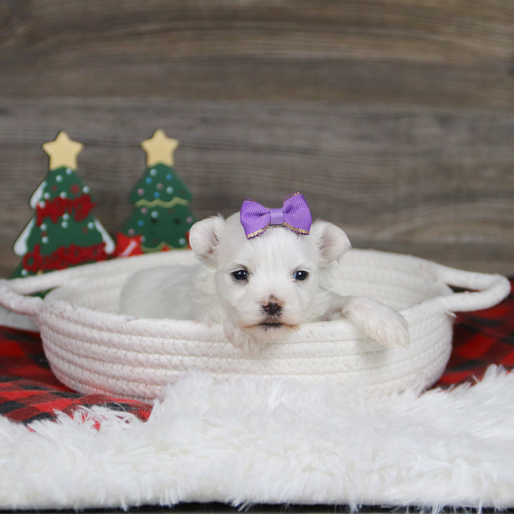 Sennet - Available 1/8