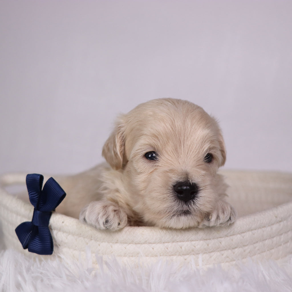 Shane - Available 11/26