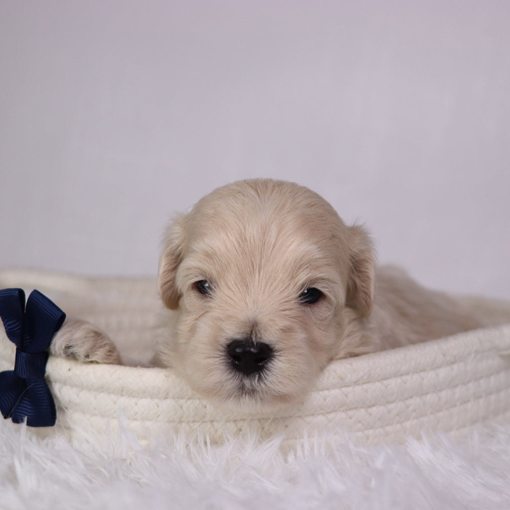 Shane - Available 11/26