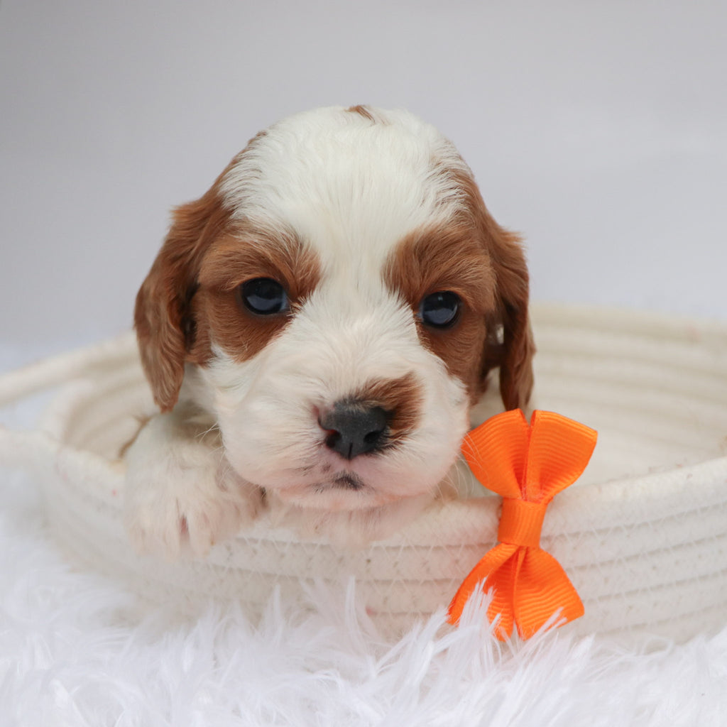 Shaw - available 11/19