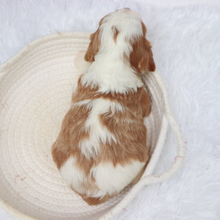 Shaw - available 11/19