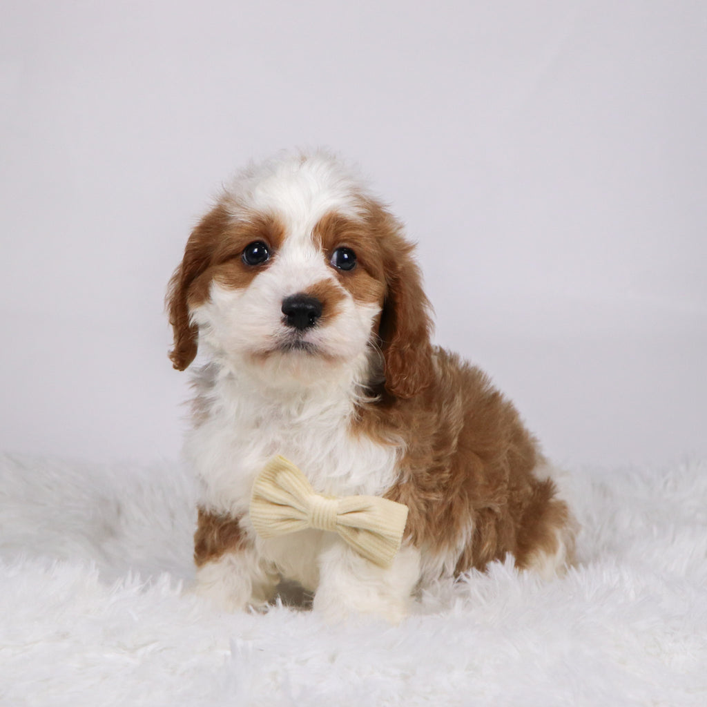 Shaw - available 11/19