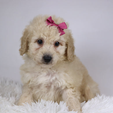 Sheila - Available 11/26