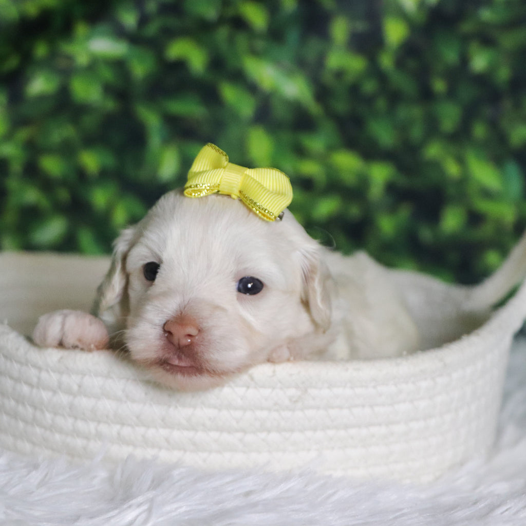 Shelley - Available 12/31