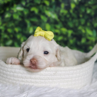 Shelley - Available 12/31