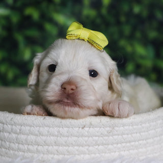 Shelley - Available 12/31