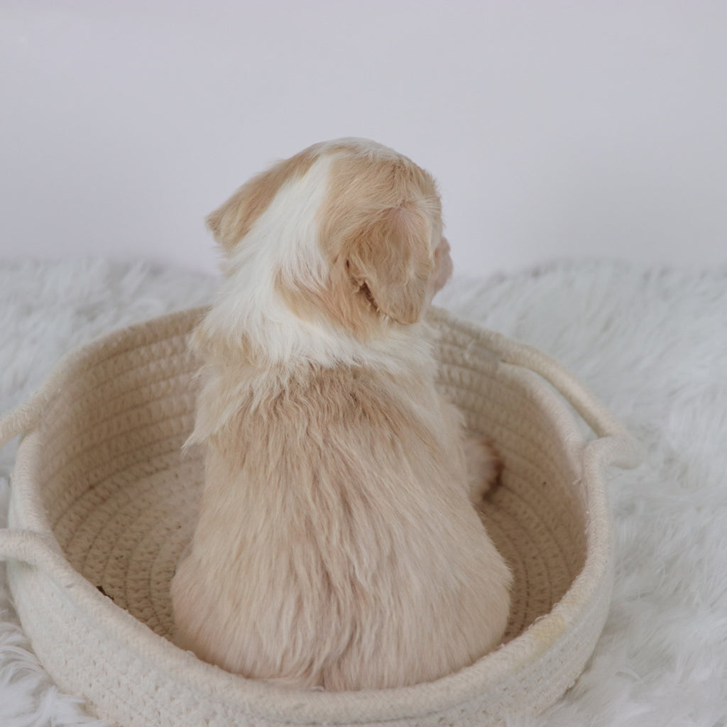 Shelton - Available Now