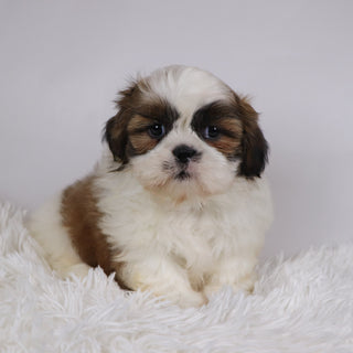 Sherlock - Available 11/26