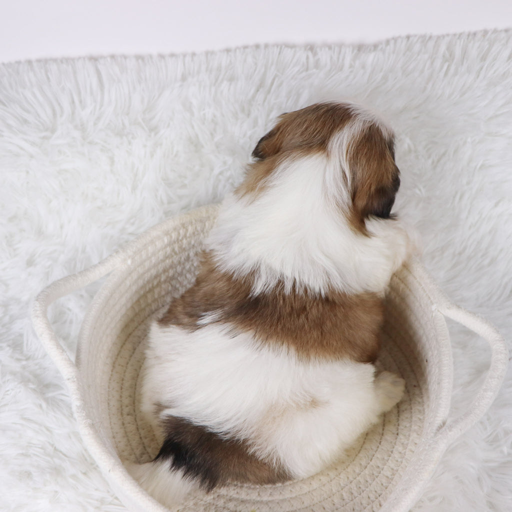 Sherlock - Available 11/26